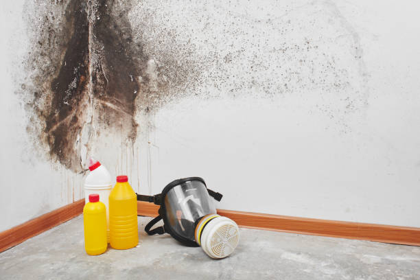 Best Same-Day Mold Removal  in Eunice, NM