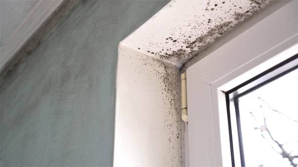 Best Mold Damage Repair  in Eunice, NM