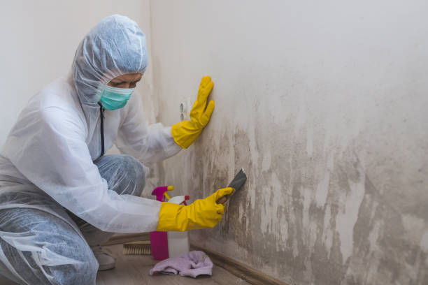Reliable Eunice, NM Mold Removal Solutions