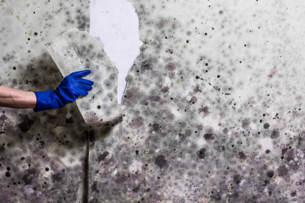 Best Emergency Mold Removal  in Eunice, NM