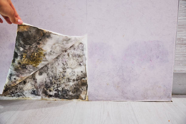 Office Mold Removal Services in Eunice, NM